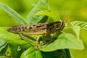 plaga langosta voladora