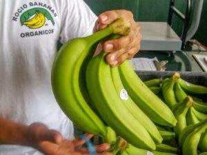 PRODUCCIÓN ORGÁNICA FOMENTAN COMERCIO INTERNACIONAL-5