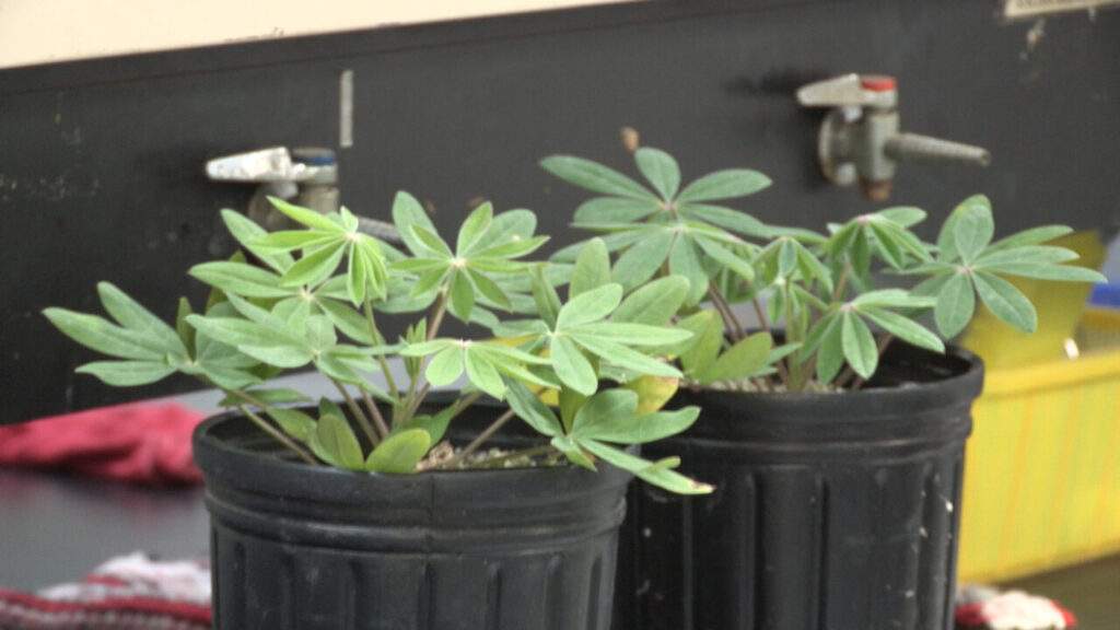 CON PLANTA MEXICANA DESARROLLA IPN INSECTICIDA CONTRA MOSQUITO TRANSMISOR DEL DENGUE (5)