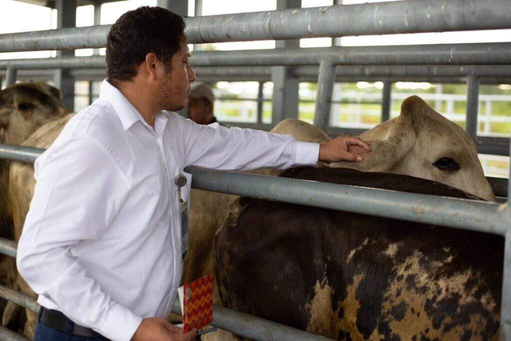 Lista Agricultura para recibir el primer embarque de reses certificadas de Guatemala 5