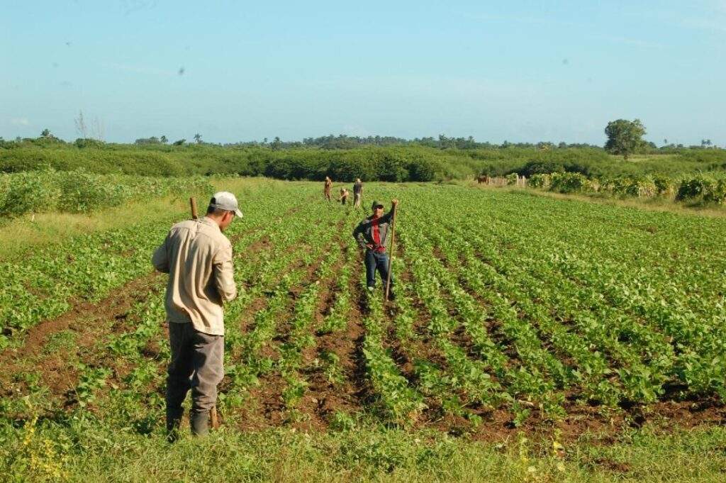 En peligro la producción de alimentos por malas decisiones del Gobierno: CNA