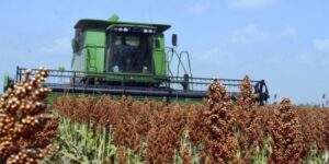 sorgo-de-tamaulipas-660x330