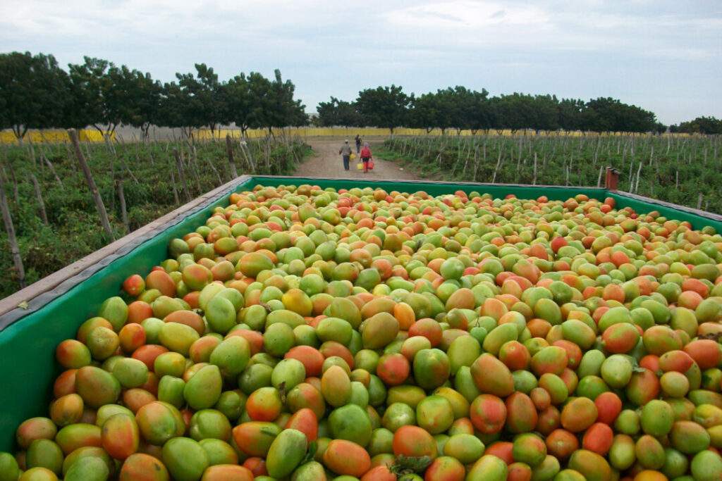 200712 AGRUICULTURA SUPERÁVIT AGROALIMENTARIO-6