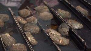 200730 AGRICULTURA CONAPESCA DOF VEDA ABULÓN-4