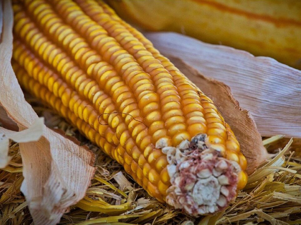 domesticación del maíz