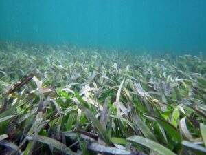 Algas coralinas mantienen equilibrio en ecosistema de costas de QR