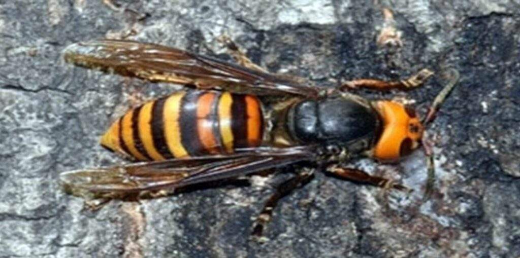 Preciso distinguir al avispón gigante asesino: UNAM