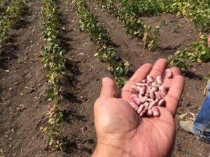 frijol Foto Ernesto Perea