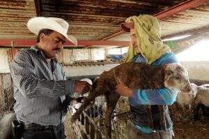 200900 AGRICULTURA OPERA ACCIONES CONTRA LA RABIA EN ESPECIES GANADERAS EN 26 ESTADOS DEL PAÍS-2