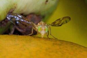 200900 AGRICULTURA SENASICA ACTIVA DISPOSITIVO NACIONAL DE EMERGENCIA DE SANIDAD VEGETAL VS MOSCA DEL MEDITERRÁNEO-10