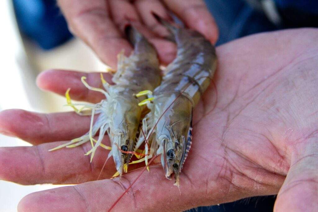 200925 AGRICULTURA CONAPESCA INICIA CAPTURA DE CAMARÓN ALTO GOLFO-4