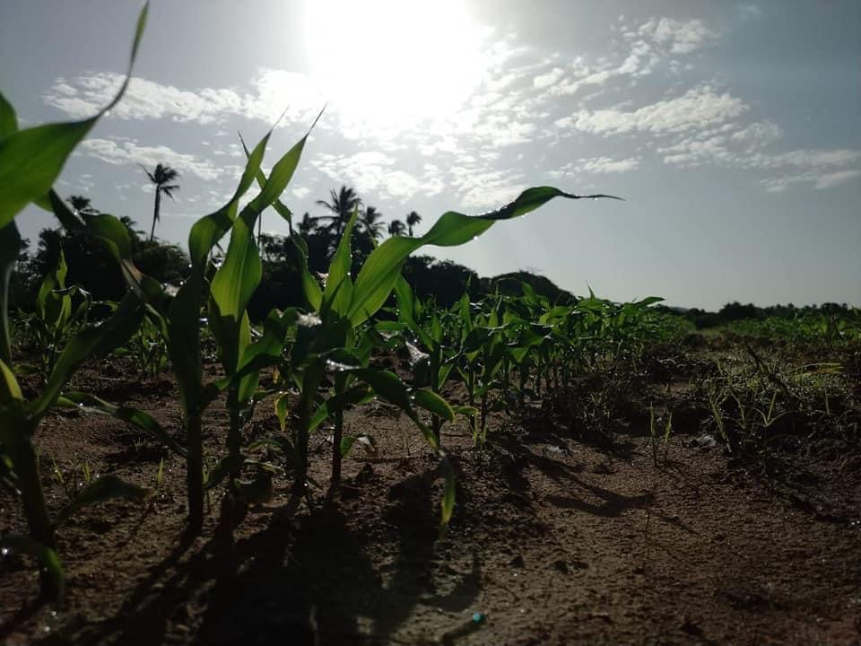 FOTO 2 ASPECTOS CULTIVO DE MAÍZ 25092020 (1)