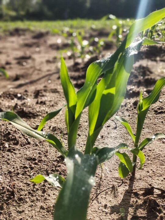 Foto 3 la poca producción agrícola se da con recursos propios de los pequeños agricultores 07092020