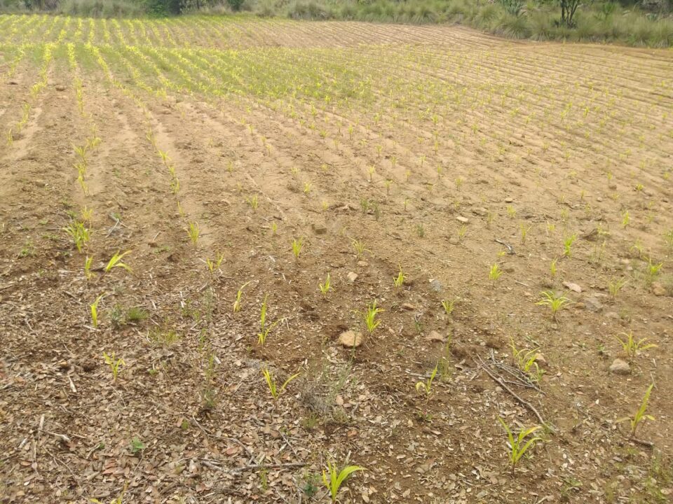 WhatsApp Image 2020-09-17 at 11.03.48