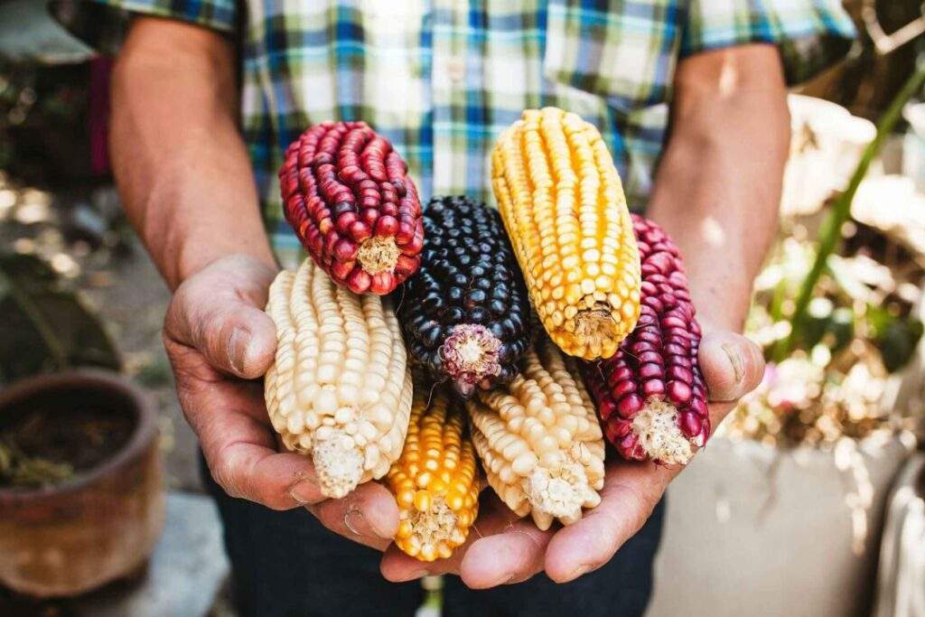 maíces