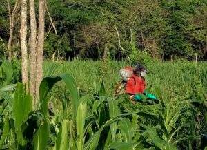 PLAGUICIDAS AGRÍCOLAS