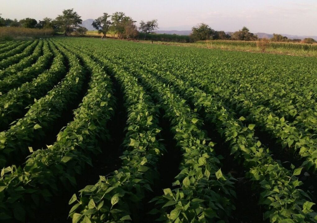 cropped-EJOTE-CAMPO-1