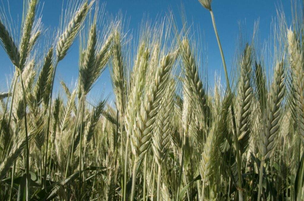 200420 Registra 13.6% aumento en la producción de trigo-1