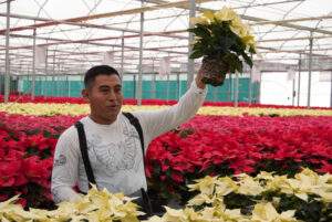 PRODUCCIÓN DE NOCHEBUENA