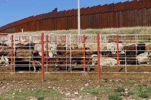 EXPORTACIÓN GANADO E.U.