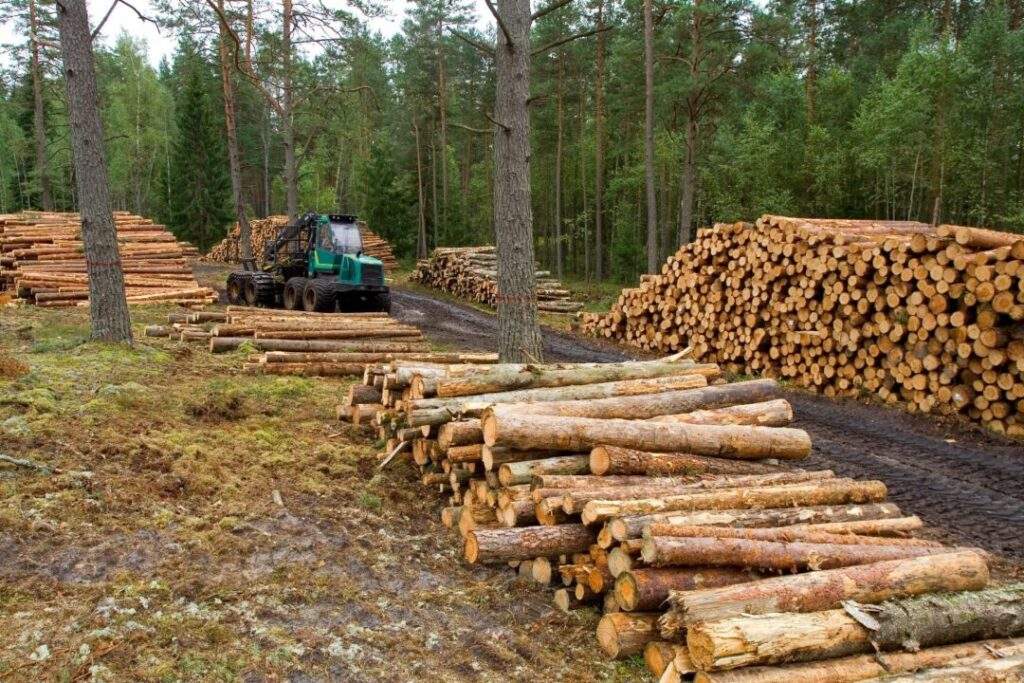 deforestación