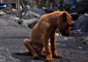 perro-abandonado1 (2)