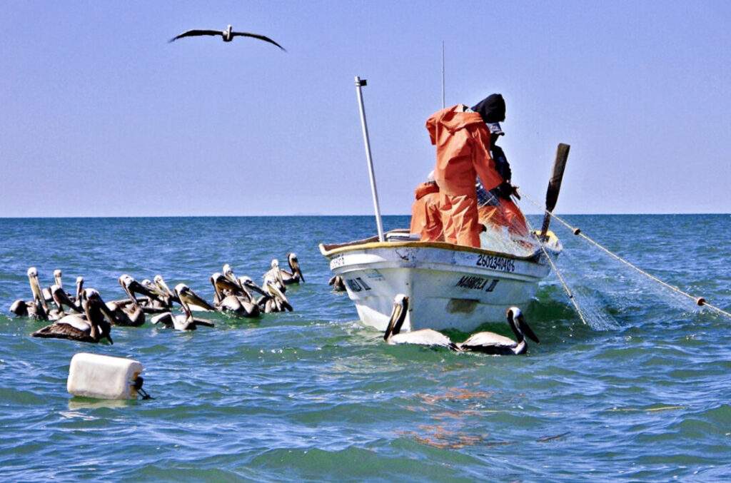 Garantizado el fomento y crecimiento de la pesca y acuacultura