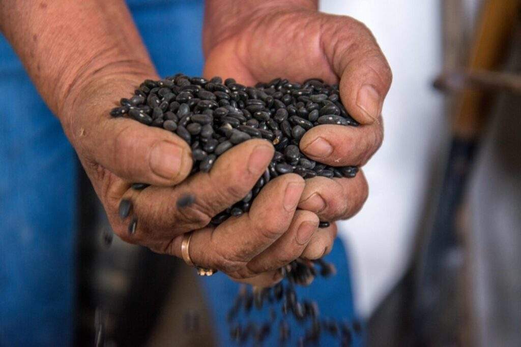 Garantizar abasto de granos básicos compromiso del campo