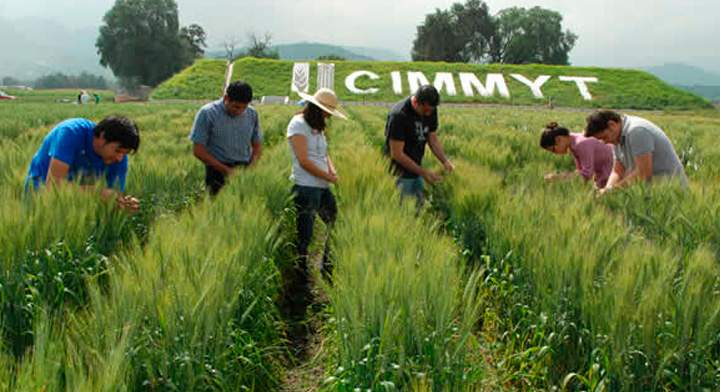 Cimmyt