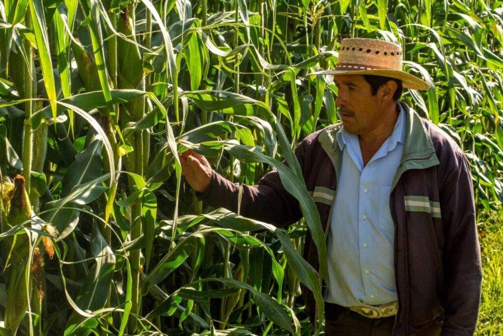 Beneficiado el 60% de productores de maíz en Morelos