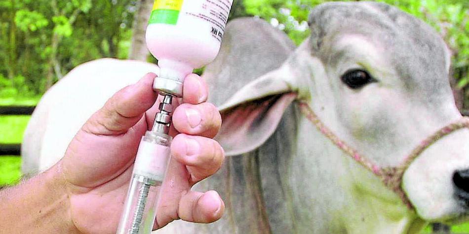 Superada exitosamente en México la fiebre aftosa