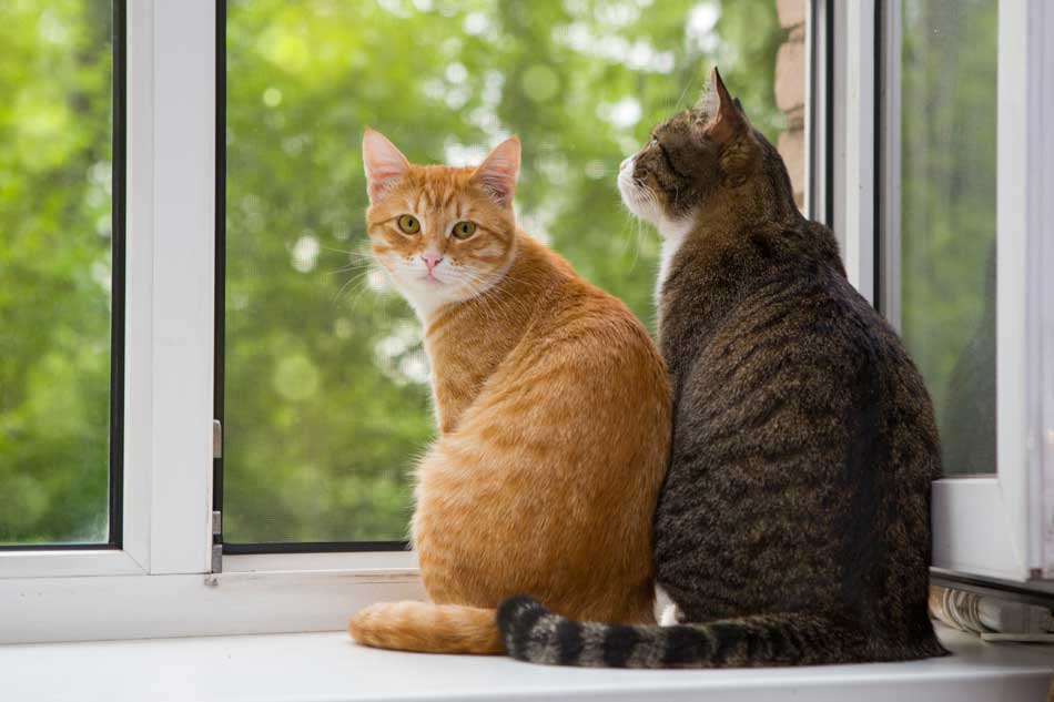 Creció la venta de alimentos para mascotas 10.5% en noviembre