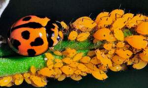 Insetos beneficos gob.mx