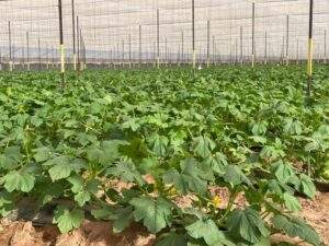 PRODUCTO ORGÁNICO CALABAZA