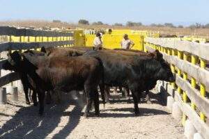 191227 SADER SENASICA BAJA CALIFORNIA SIN GARRAPATA BOOPHILUS-2