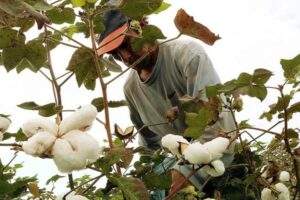 Daños ecológicos la siembra de algodón transgénico en Yucatán