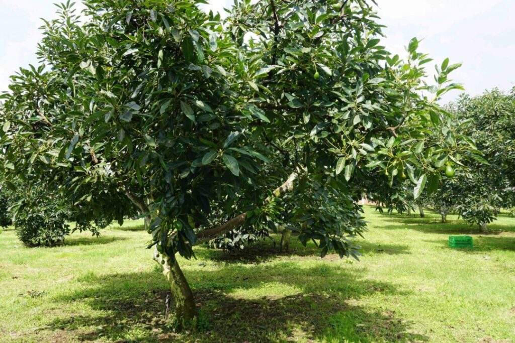 Nuevas estrategias para incrementar la productividad del agro