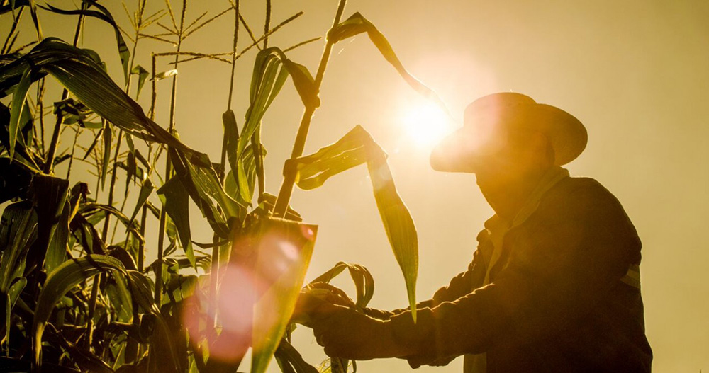 Pese a la pandemia agricultor decidió continuar con su trabajo