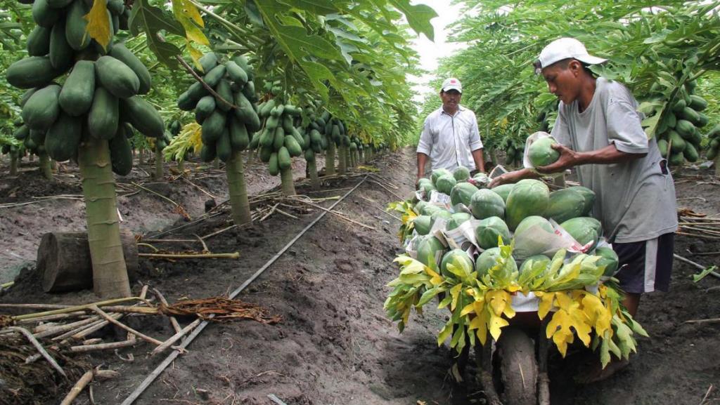 Aumentan las exportaciones de papaya a Estados Unidos