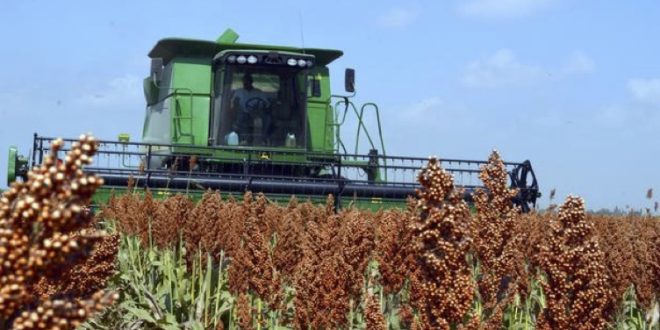 Excedentes de producción de sorgo para exportación a China