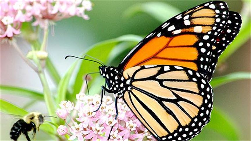 Urge combatir tala ilegal en la reserva de la Mariposa Monarca