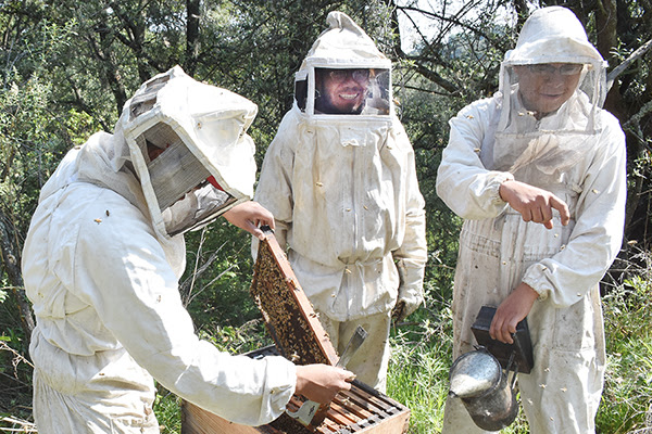 Reduce Agricultura impacto de africanización de las abejas