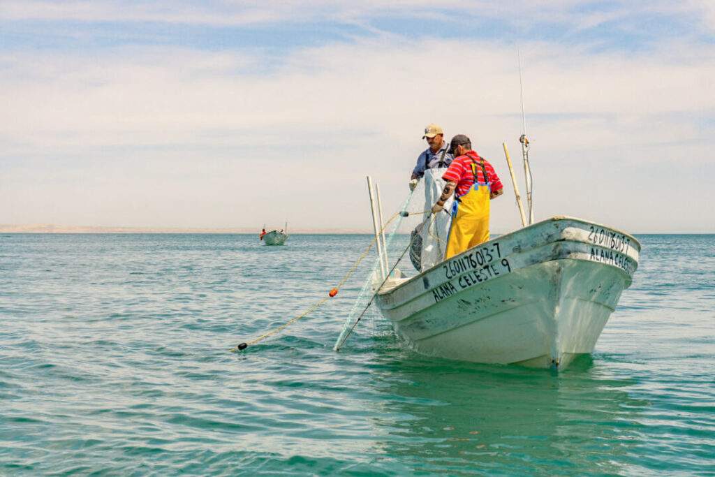 Acciones para reordenar la pesca en el Alto Golfo de California