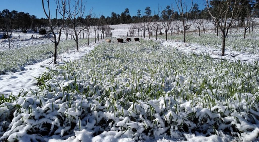 Desarrollan Forrajes de invierno de calidad el CIDET y el CIMMYT