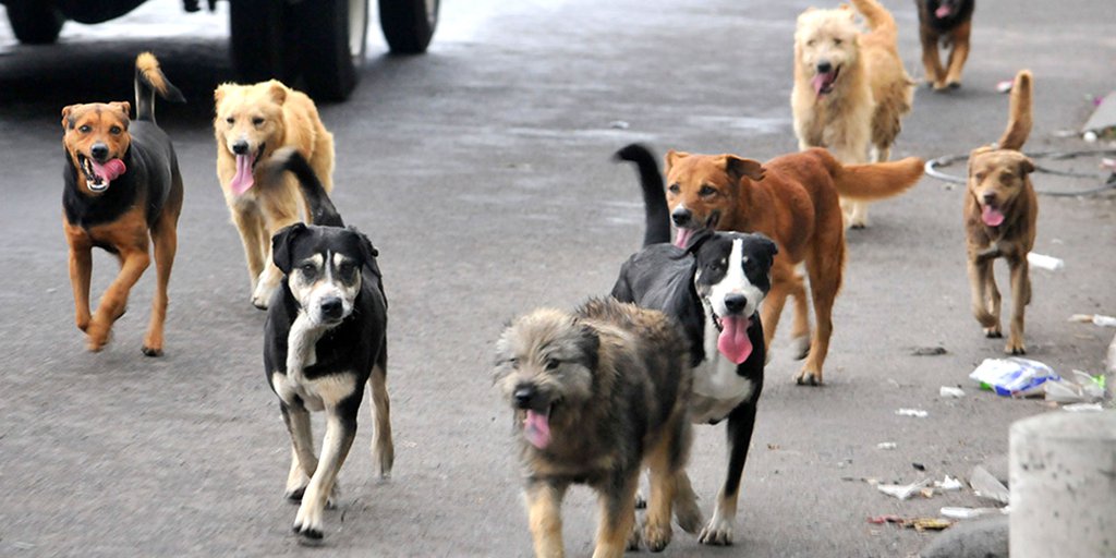Prevenir enfermedades y salvar la vida animal con la esterilización