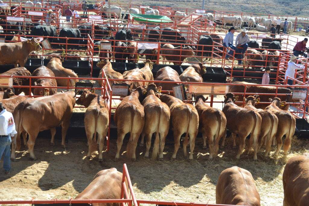 Dominará China importaciones de carne en 2021