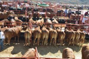 Dominará China importaciones de carne en 2021
