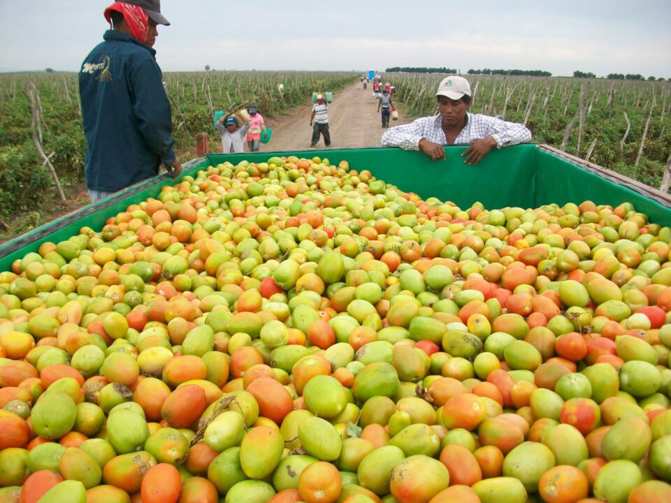 Urge estrategia para la defensa a productores de tomate