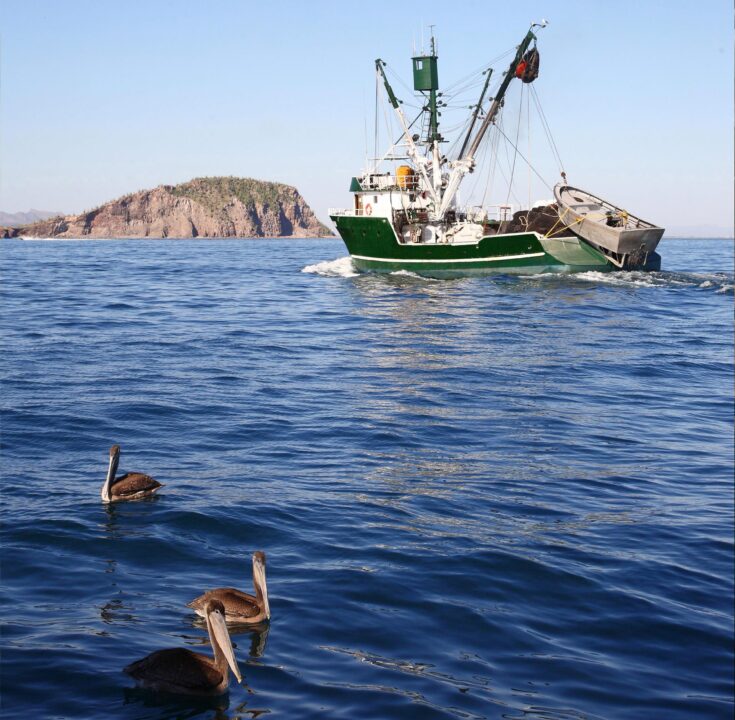 Calendario para veda de camarón en el Océano Pacífico