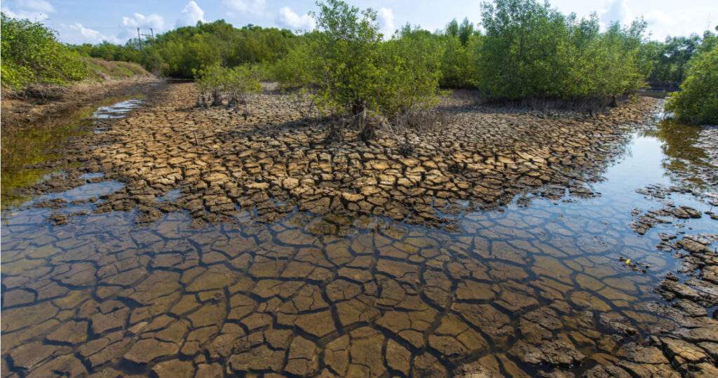 Degradación de los humedales hasta de 40% en el mundo
